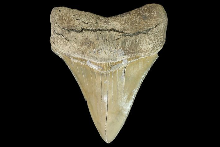 Serrated, Aurora Megalodon Tooth - Beautiful Enamel #108862